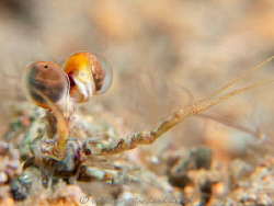 Canon G10, twin macro filters, Inon strobe. by Andrew Macleod 